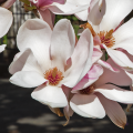 Kvetoucí magnolie u děčínského muzea 2. dubna 2024