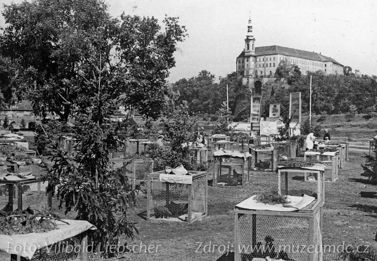 Výstava drobného zvířectva na Labském nábřeží v Děčíně v roce 1966