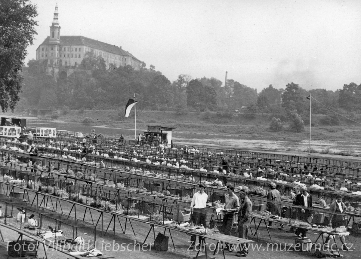 Výstava drobného zvířectva na Labském nábřeží v Děčíně v roce 1966