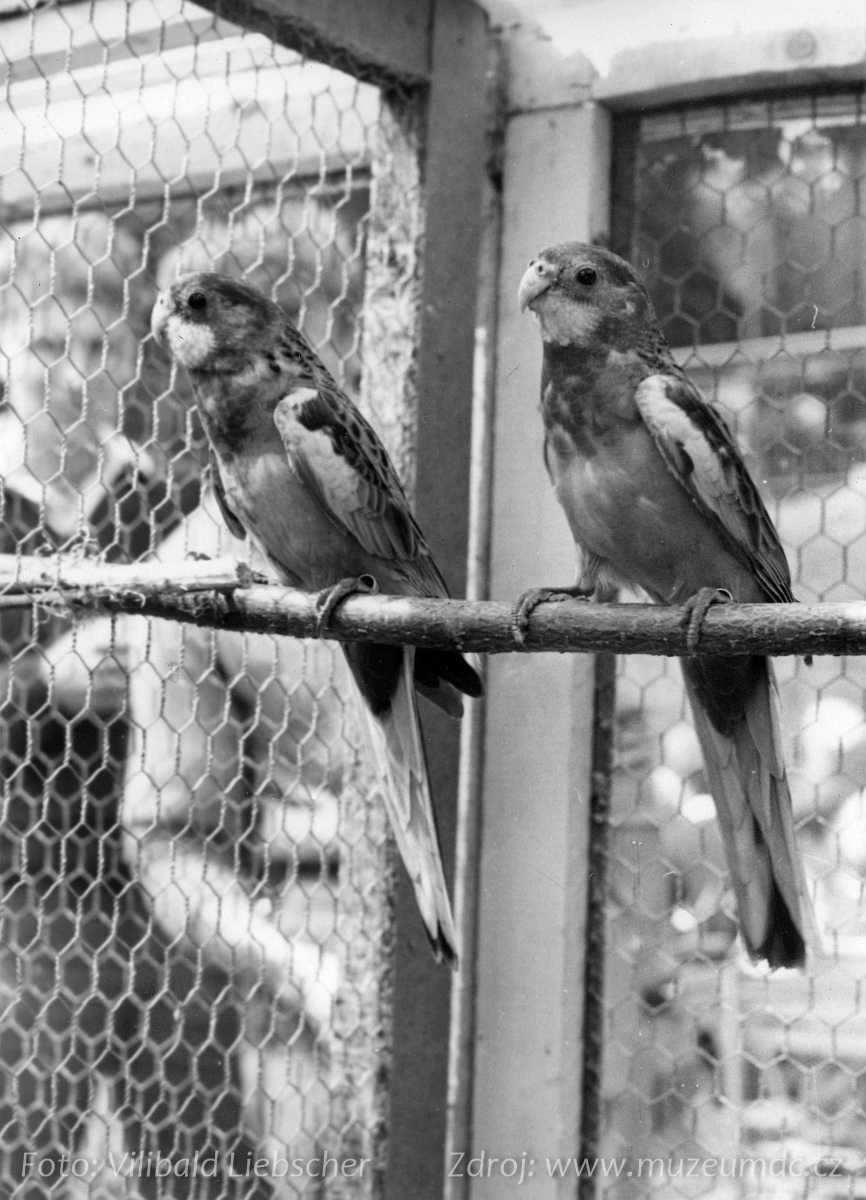 Výstava drobného zvířectva na Labském nábřeží v Děčíně v roce 1966