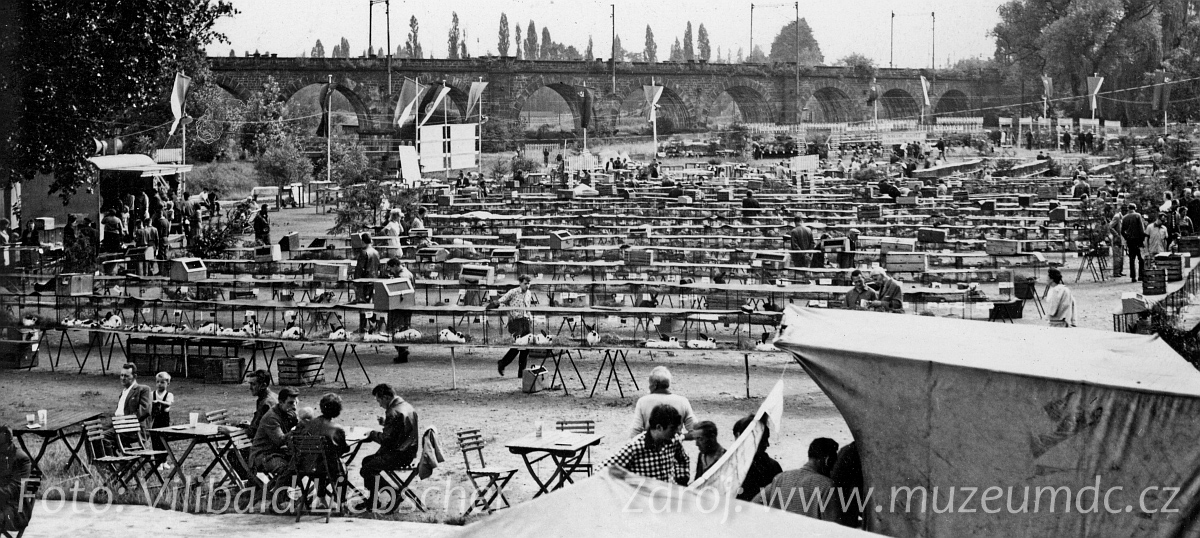 Výstava drobného zvířectva na Labském nábřeží v Děčíně v roce 1966