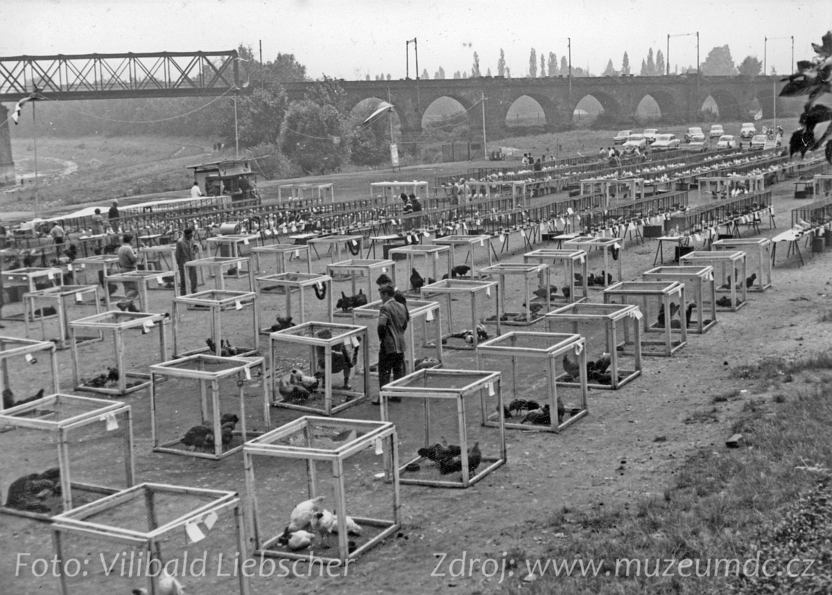 Výstava drobného zvířectva na Labském nábřeží v Děčíně v roce 1966