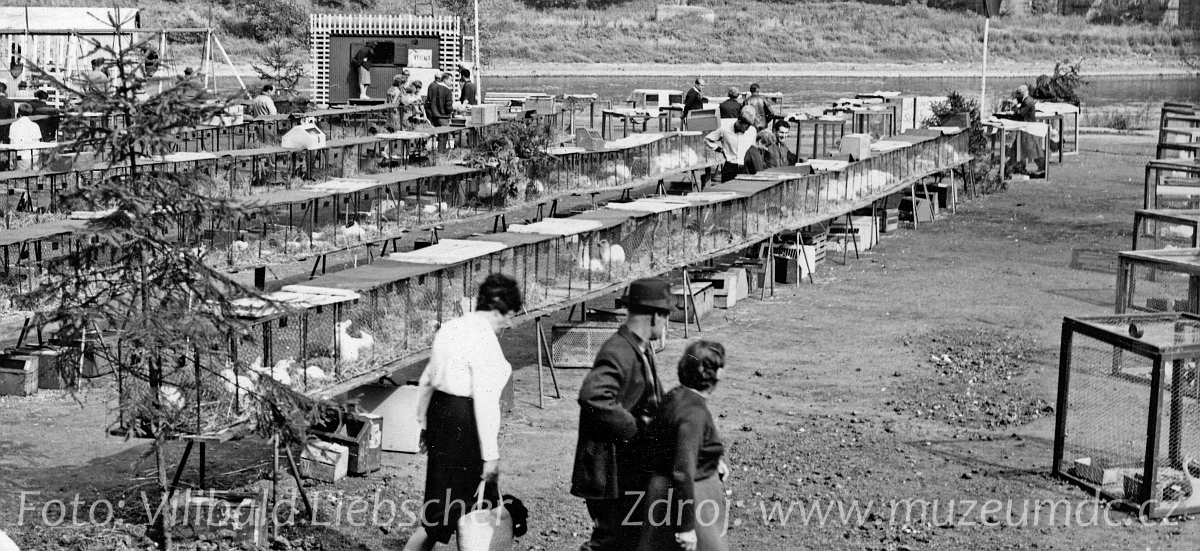 Výstava drobného zvířectva na Labském nábřeží v Děčíně v roce 1966