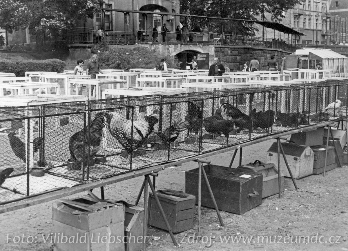 Výstava drobného zvířectva na Labském nábřeží v Děčíně v roce 1966
