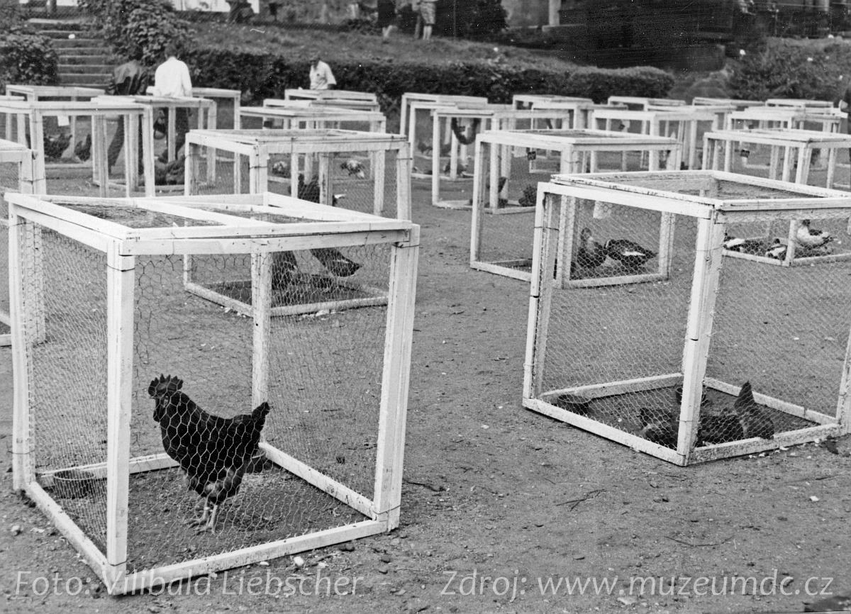 Výstava drobného zvířectva na Labském nábřeží v Děčíně v roce 1966