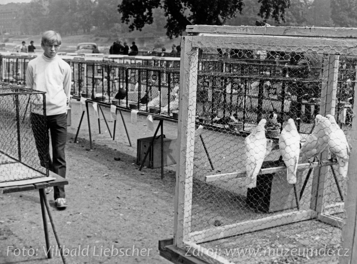 Výstava drobného zvířectva na Labském nábřeží v Děčíně v roce 1966