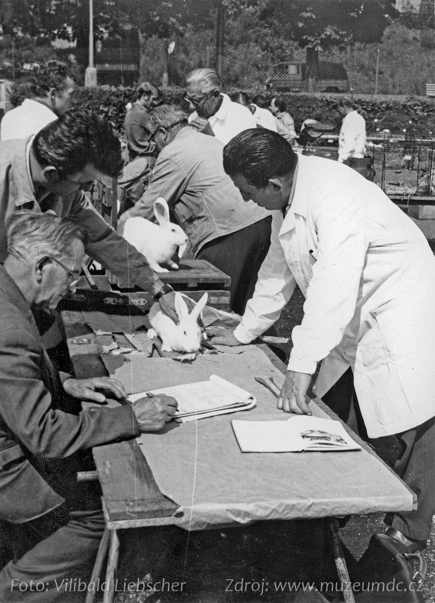Výstava drobného zvířectva na Labském nábřeží v Děčíně v roce 1966